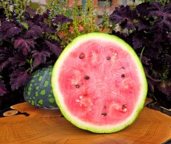 watermelon russian birch3